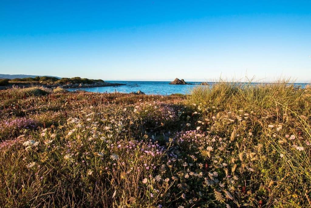L' Elicriso, A Pochi Passi Dal Mare Con Giardino Privato - The Elicriso, A Few Meters From The Sea, With Private Garden Leilighet Stintino Eksteriør bilde